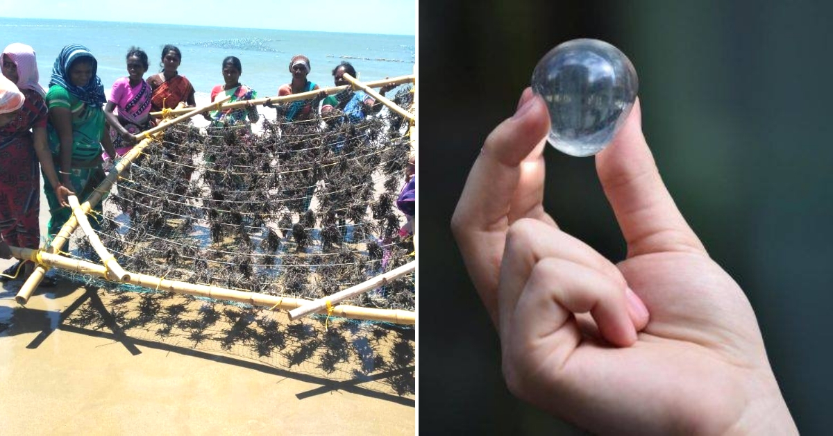Water Pods to Straws 5 Things India Can Make With Abundant Seaweed