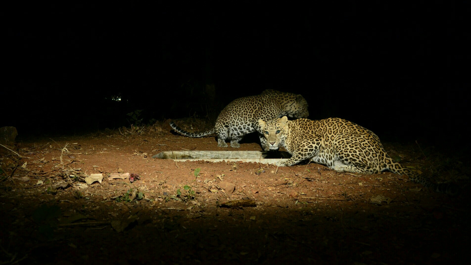 A shot of two leopards taken in SGNP Mumbai using DSLR camera trap. (Source: Facebook/Ranjeet Jadhav)