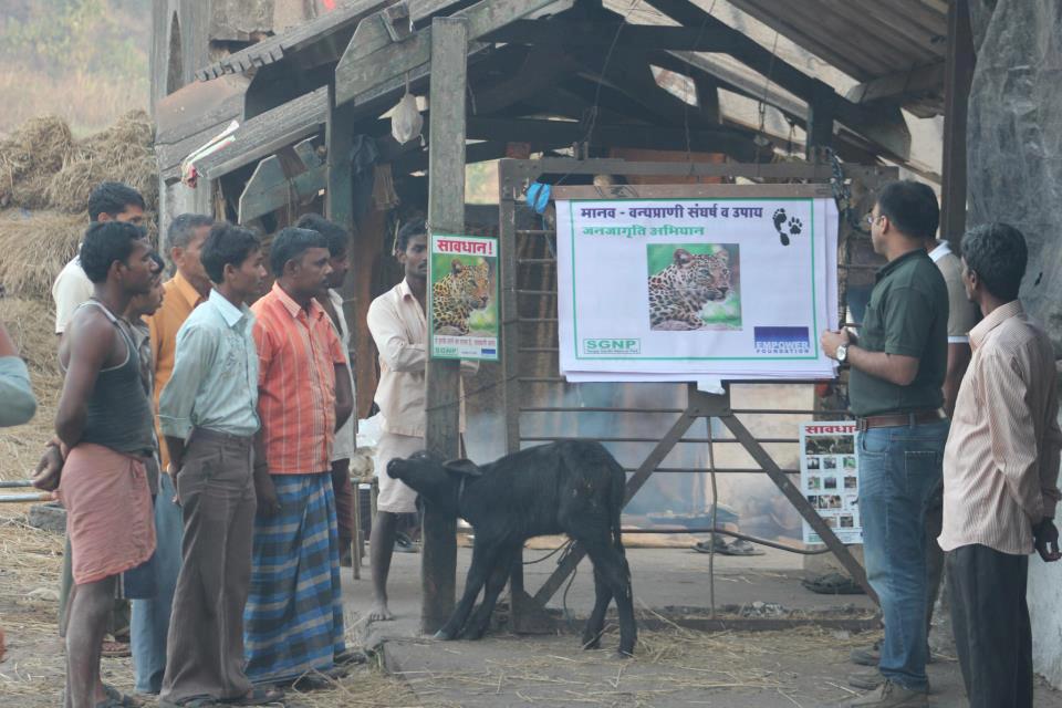 At Aarey Milk Colony: An example of a calf tied alone was made the impromptu spot of the presentation to emphasise on the fact that leaving cattle especially calves is an open invitation to the leopard. (Source: Facebook/Wild India)