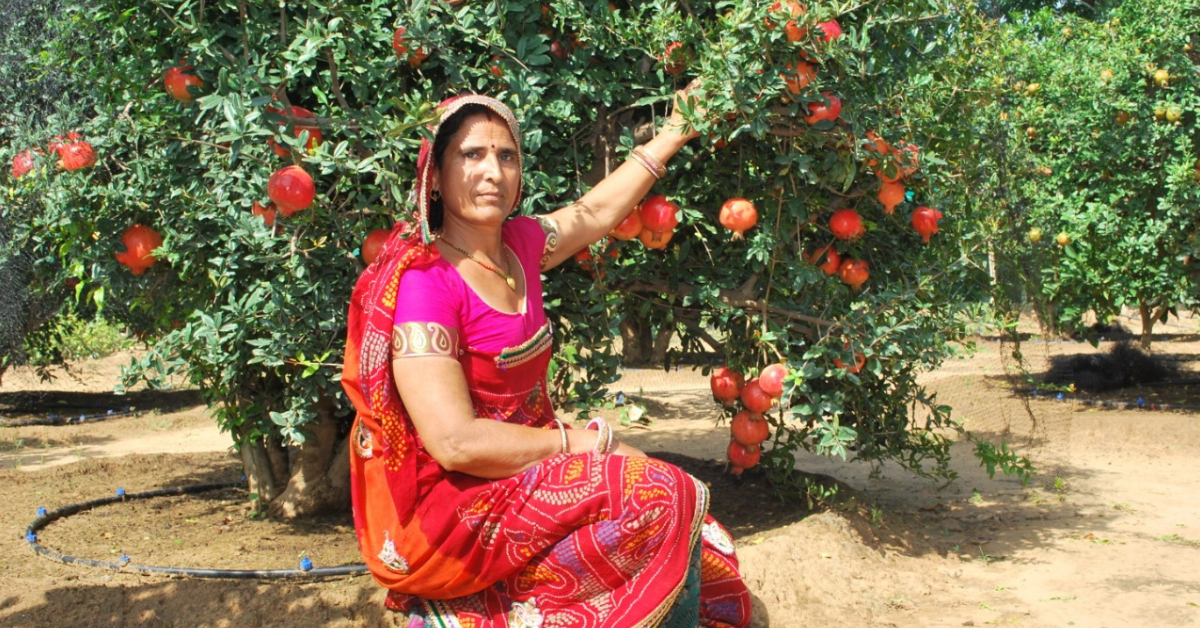 25 Lakhs From 1.25 Acre: Rajasthan Woman Grows Pomegranates & Apples on Barren Land!