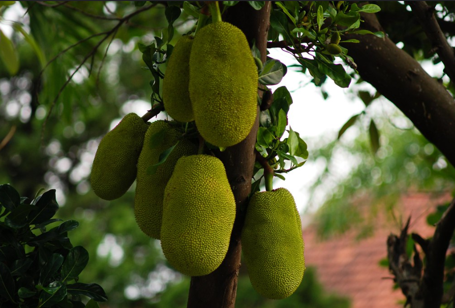 Rs 2,000 Cr of Jackfruit Wasted Annually: Mangaluru Techie Sources Easy Solution, Helps Farmers!