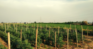 Gurugram Farmer’s Technique Stops Wastage of Veggies, Multiplies Income by 4 Times!