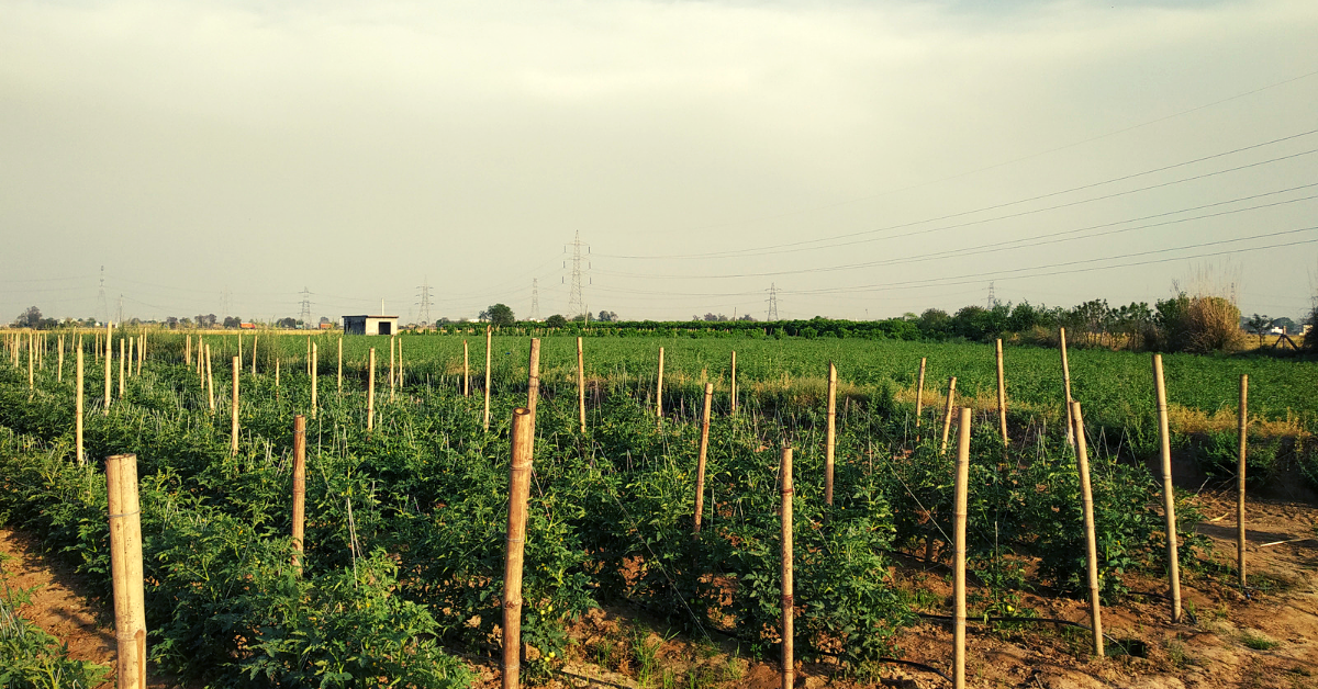 Gurugram Farmer’s Technique Stops Wastage of Veggies, Multiplies Income by 4 Times!