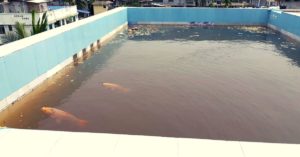 Assam Man Farms Fish in Rooftop Pond, Turns Kitchen Waste into Bio-Pesticides!