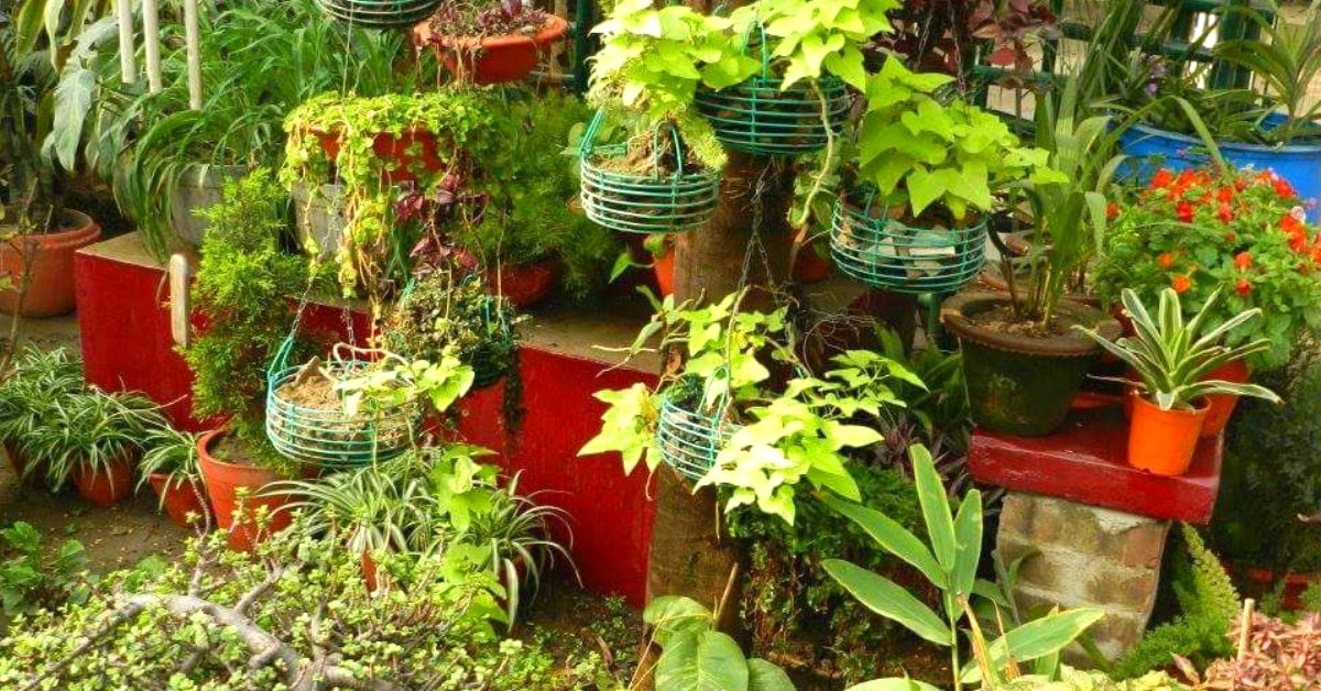 Bihar Man Grows 300+ Plants Around School, Creates Award-Winning Paradise!