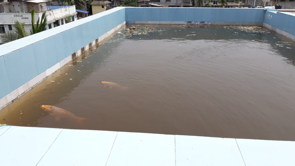 Assam Man Farms Fish in Rooftop Pond, Turns Kitchen Waste into Biopesticides!