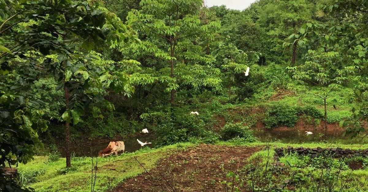 Woman Quits Cushy US Job to Go Organic, Transforms Farm into 10-Acre Food Forest!