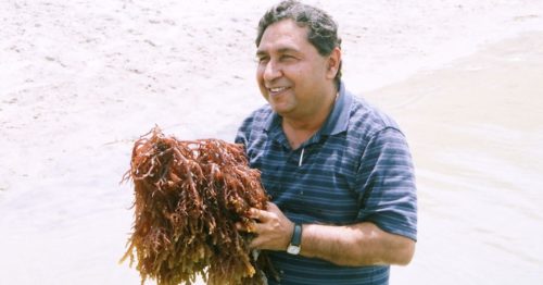 This Man's Eco-Friendly Seaweed Farms Are Boosting Incomes of 600 TN Fisherfolk!