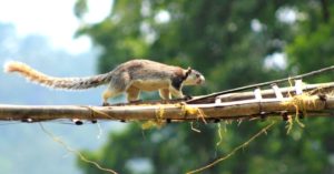Kerala Sanctuary Builds 'Canopy Bridges', Saves Tree Animals From Road Hits!