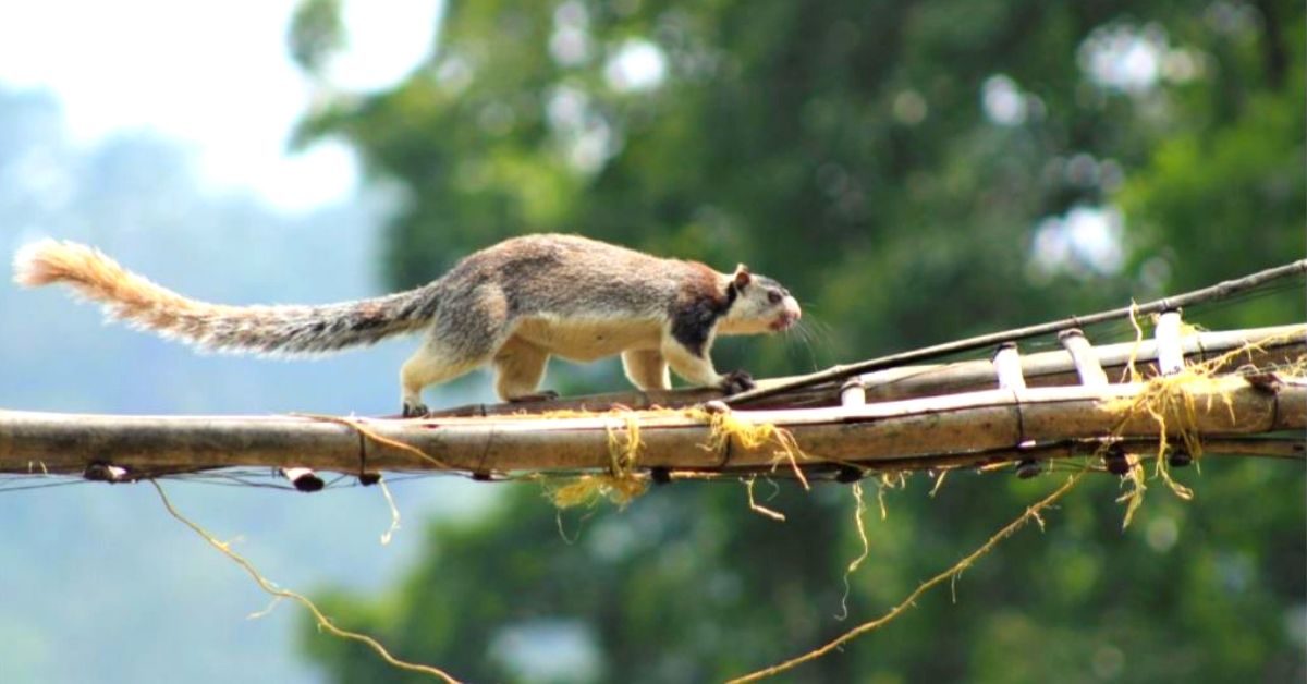 Kerala Sanctuary Builds 'Canopy Bridges', Saves Animals From Road Hits!