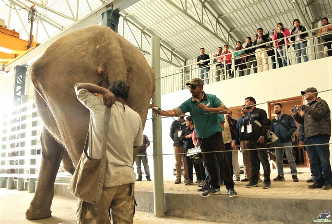 Elephant treatment procedure being carried out at the Wildlife SOS Elephant Hospital Inside India's First Water Clinic For Elephants on the Banks of Yamuna