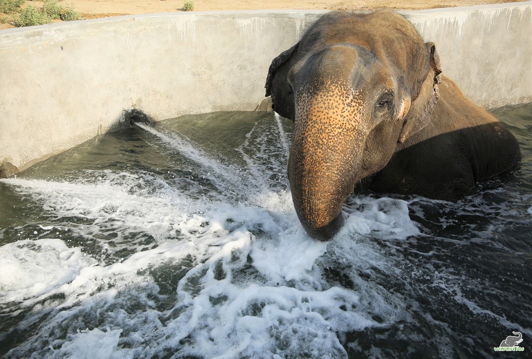 India’s first Elephant Hospital provides specialized Hydrotherapy treatment for elephants suffering from arthritis joint pain and foot ailments Inside India's First Water Clinic For Elephants on the Banks of Yamuna