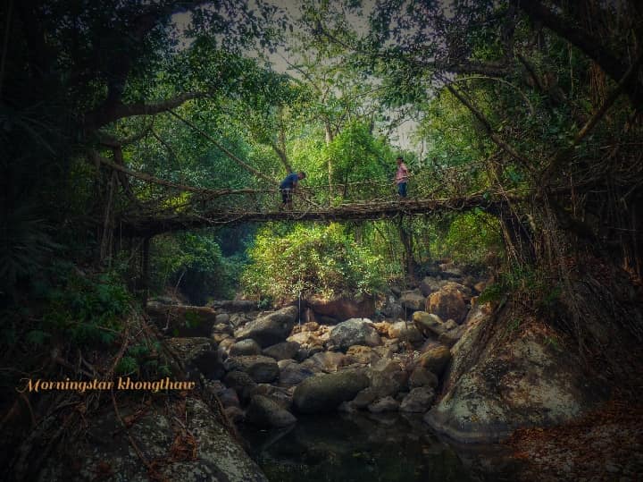 A living root bridge at a distance. (Source: Facebook/Living Bridge Foundation)