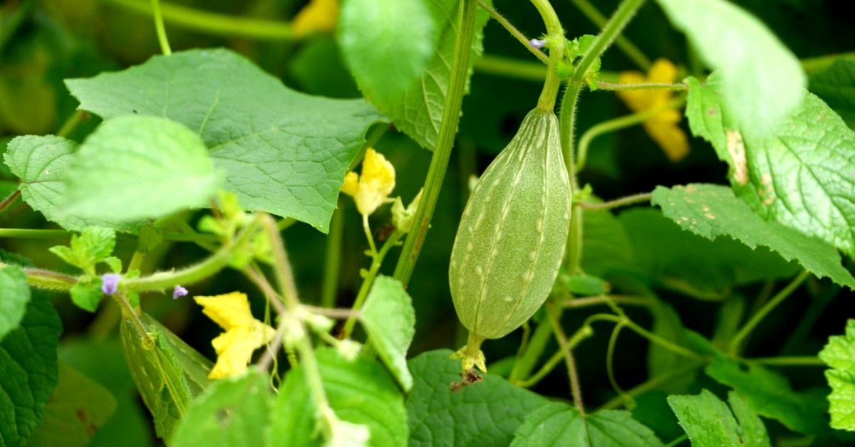 This Monsoon, Try Your Hand at Indoor Farming & Grow These 5 Veggies at Home!