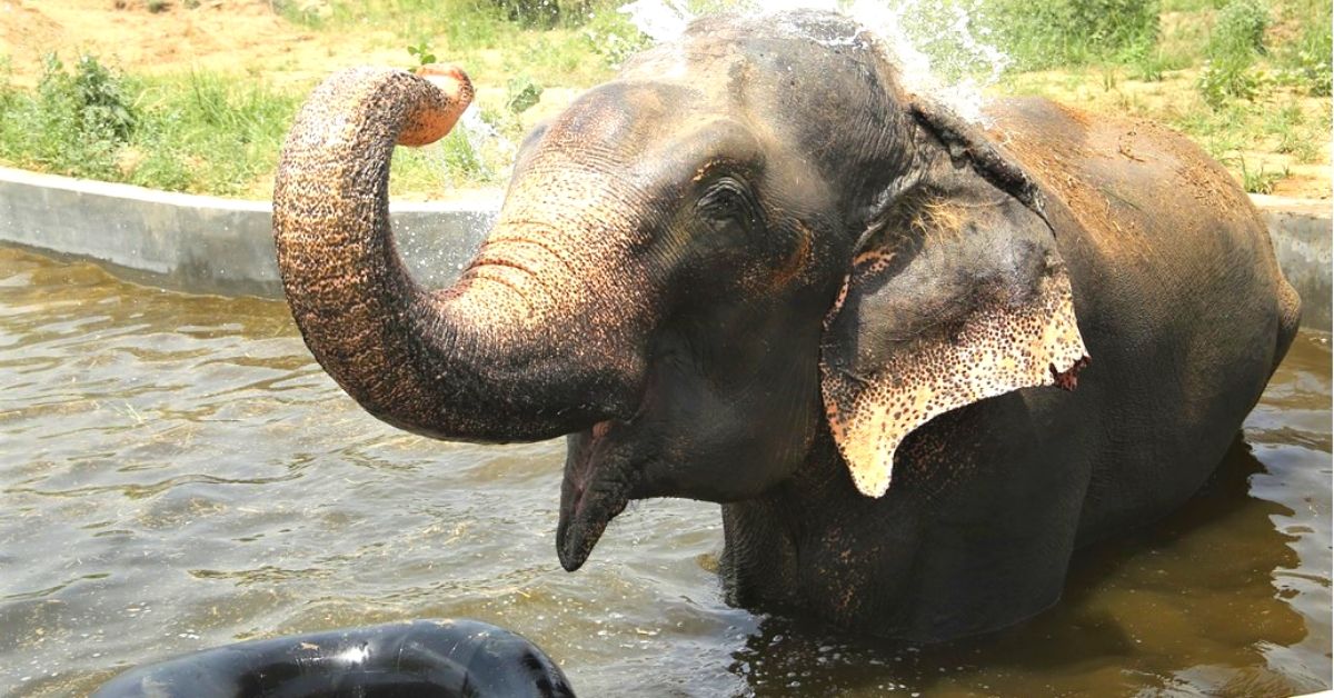 Exclusive: Inside India’s First Water Clinic For Elephants on the Banks of Yamuna