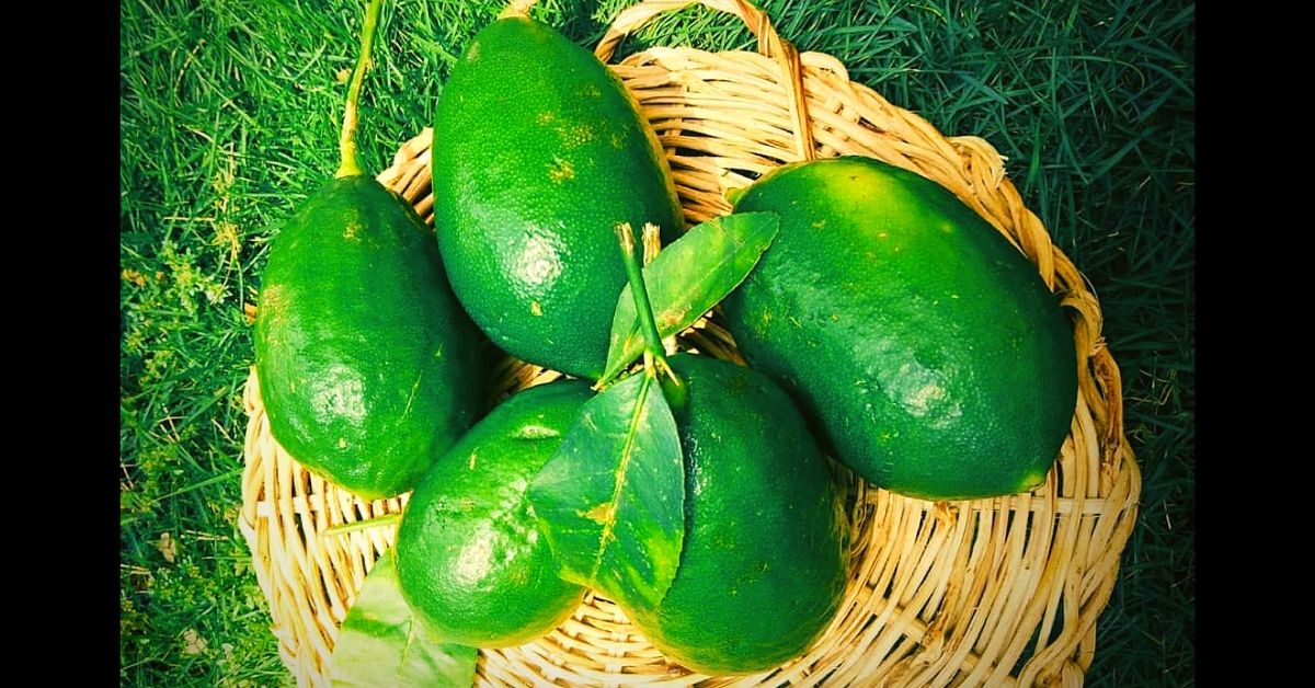 King of Lemons: How the Gondhoraj Lebu Literally Remains True to Its Roots!