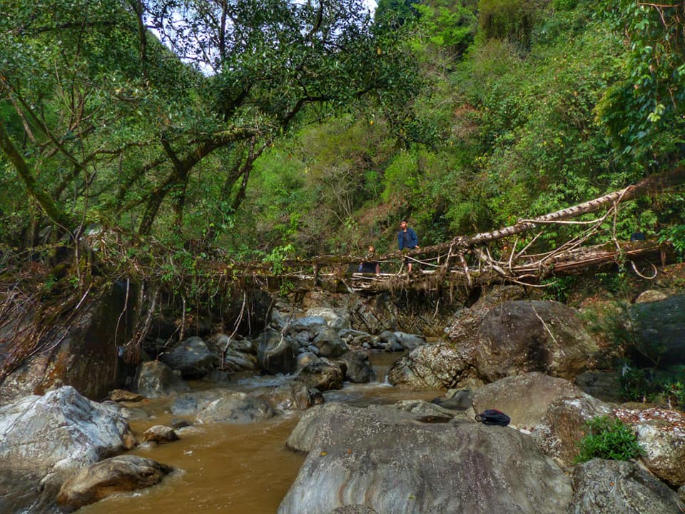 Living root bridge. (Source: Living Bridge Foundation)