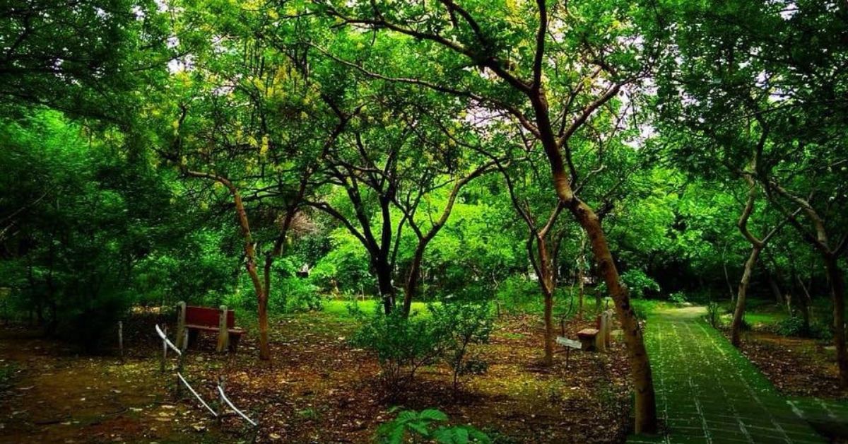 5% to 95% Green Cover: How a Delhi Park Was Turned Into a Lush Forest, Boosting Water Table & Air Quality!