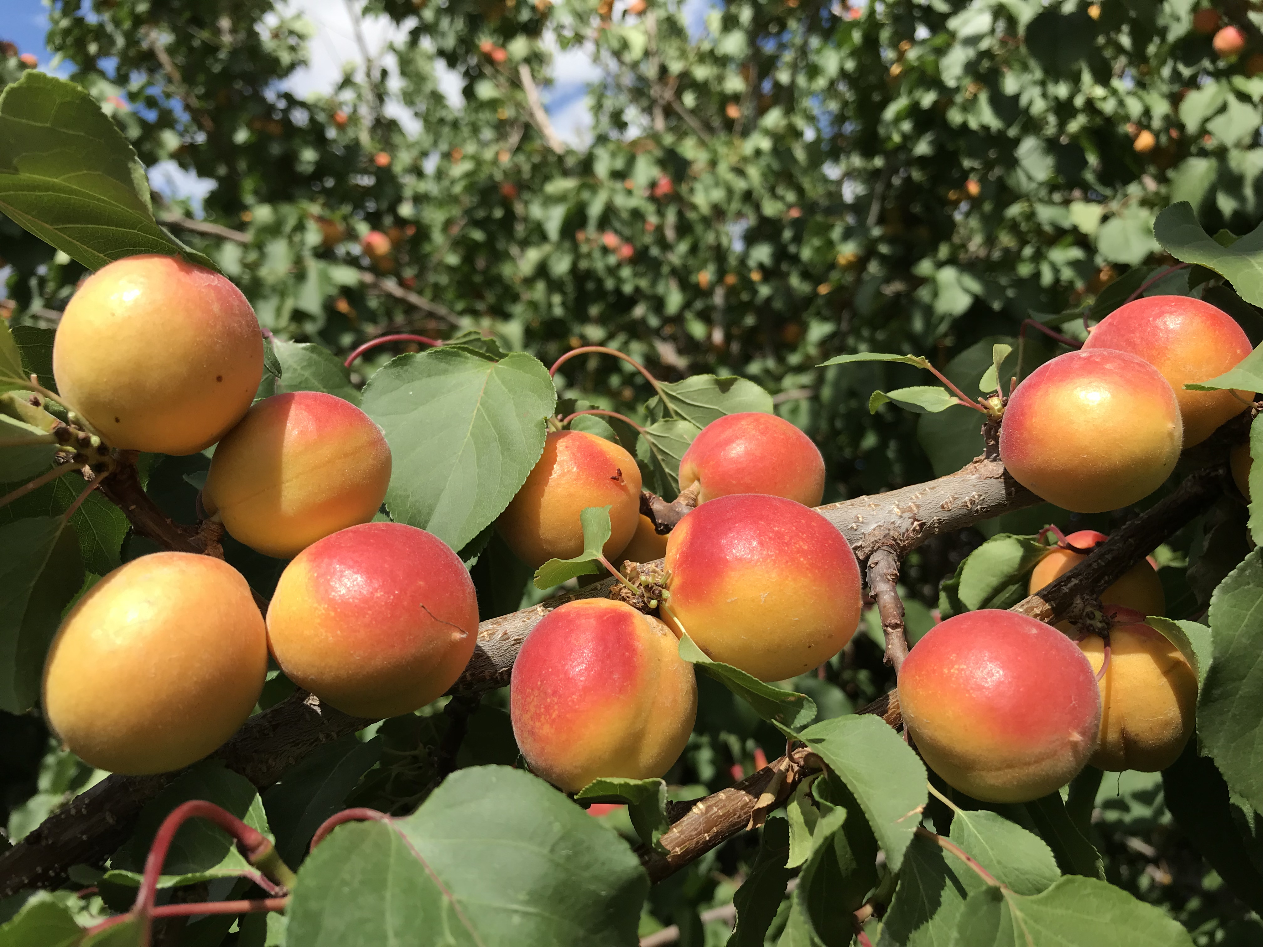 Sumptuous apricots native to Ladakh. (Source: Dr Tsering Stobdan)