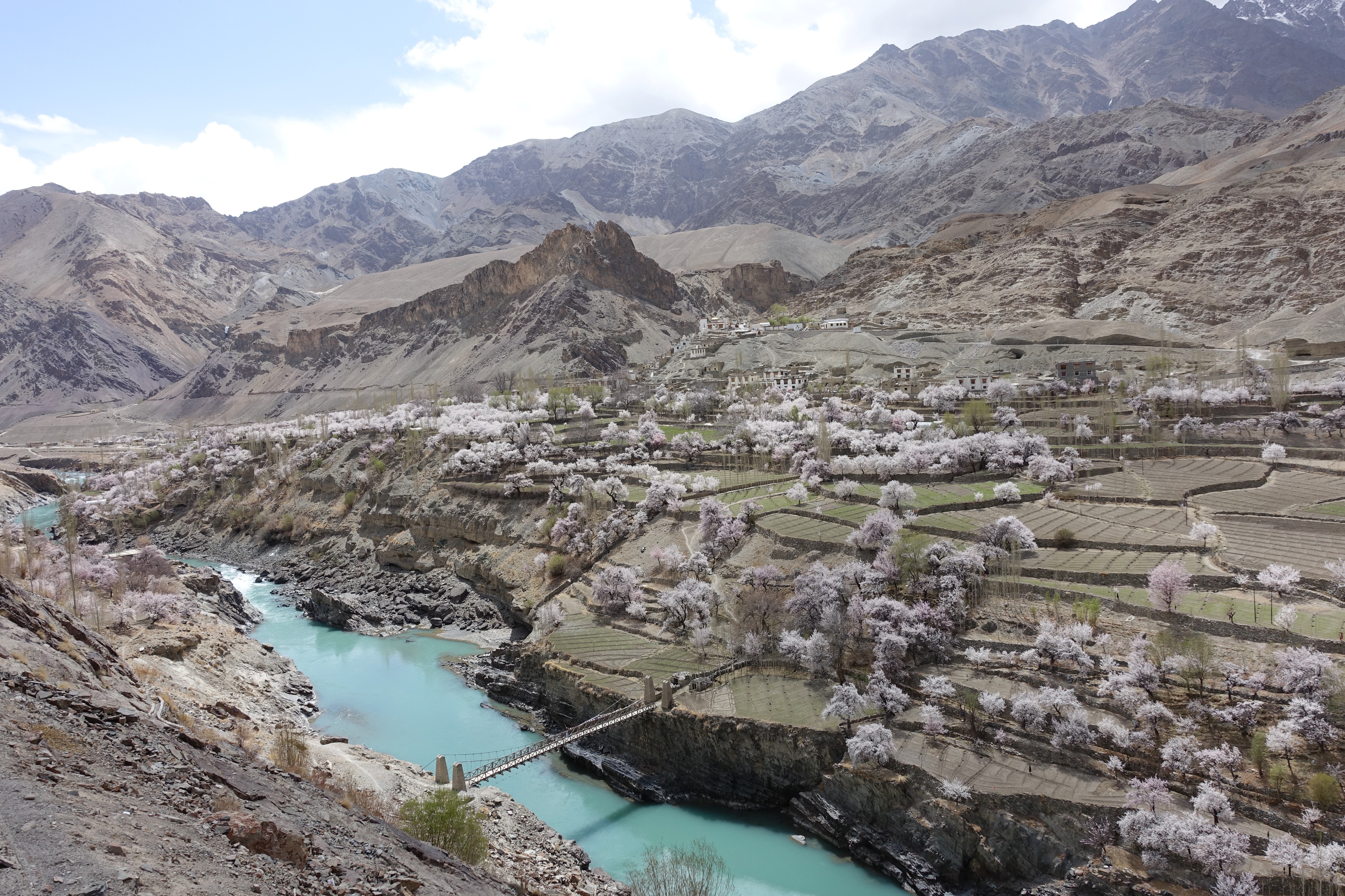 This unique variety of apricots are grown in these picturesque locations. (Source: Dr Tsering Stobdan)