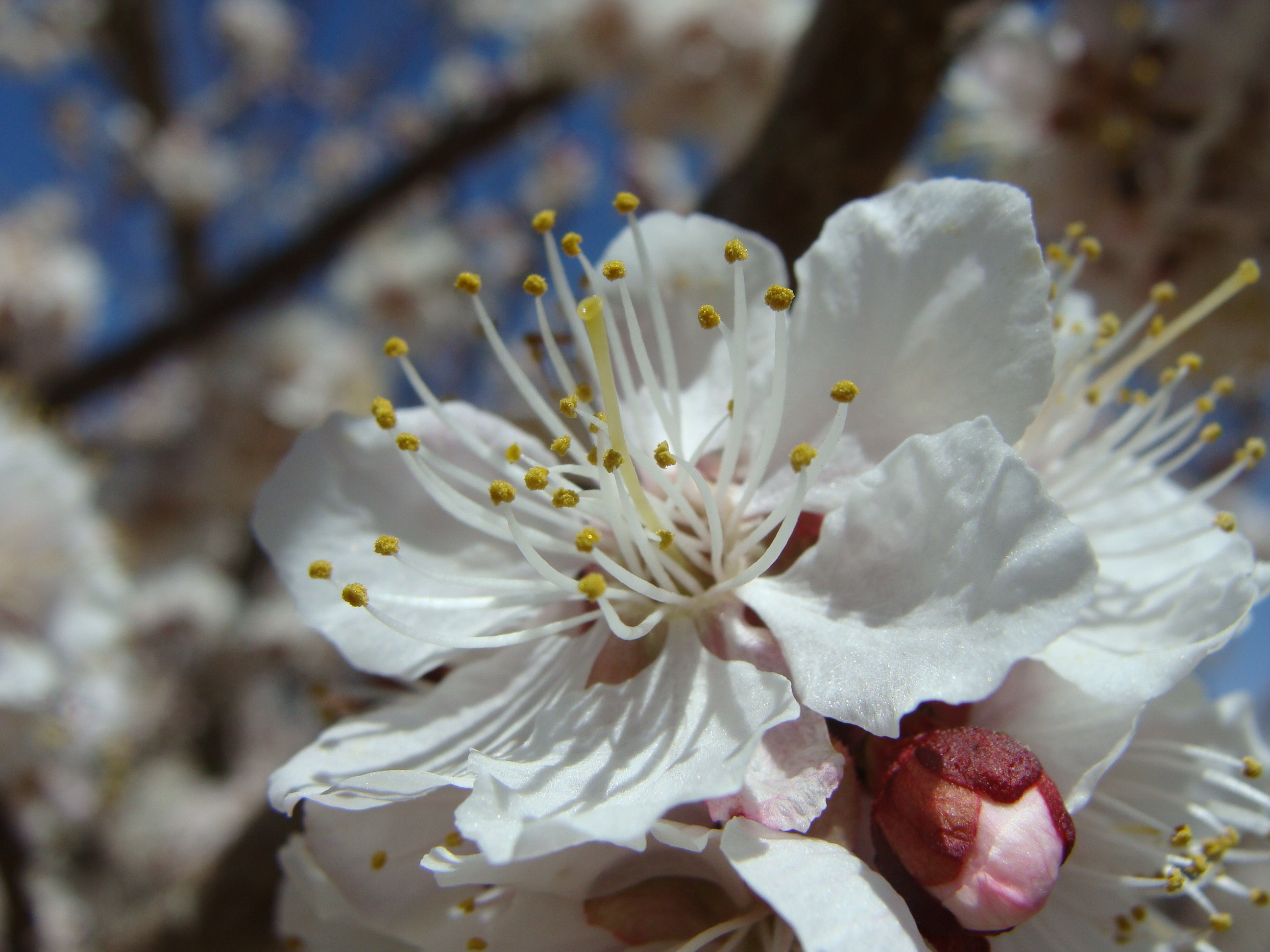 In Bloom (Source: Dr Tsering Stobdan)