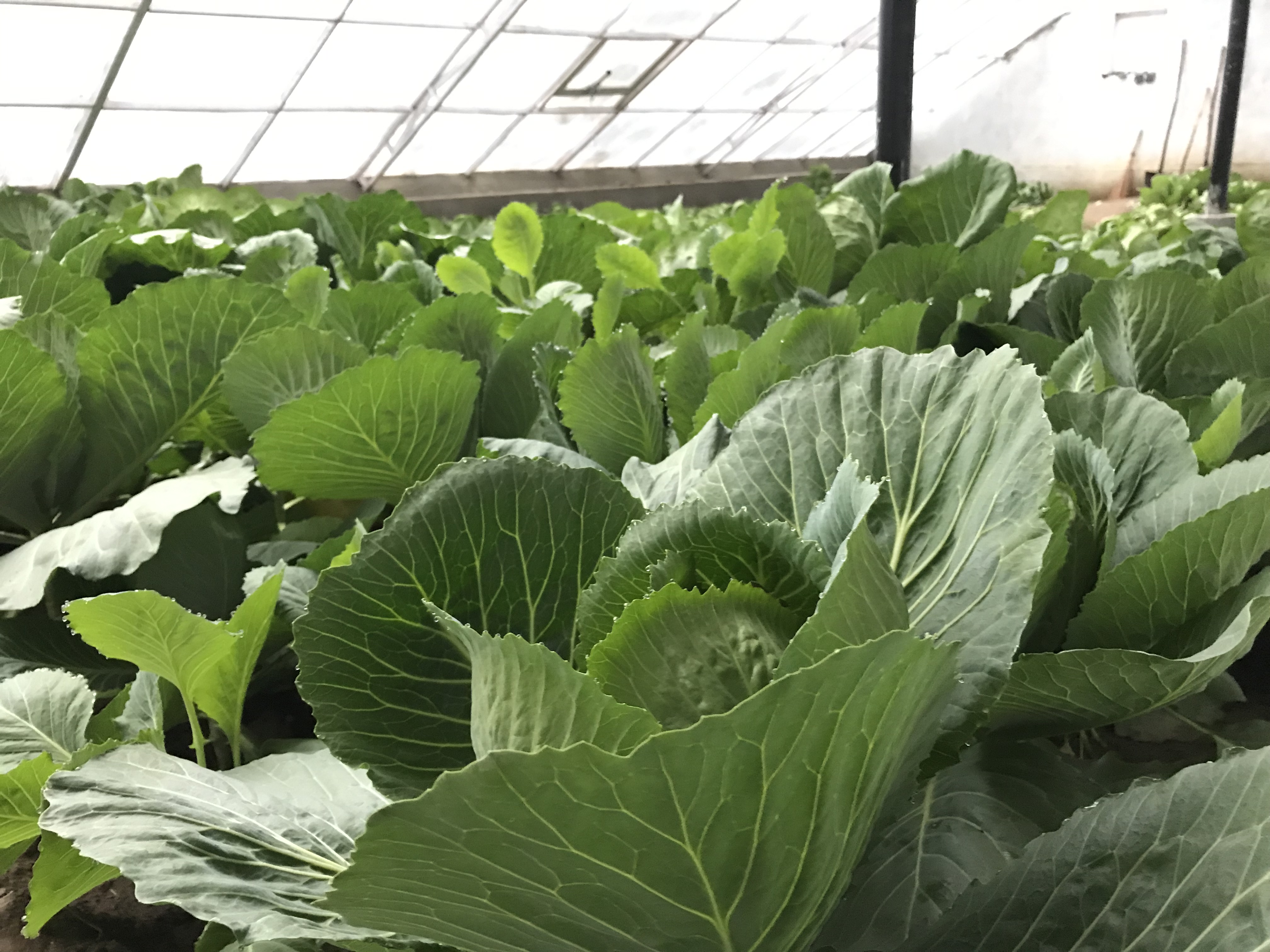 Inside the greenhouse. (Source: Dr Tsering Stobdan)