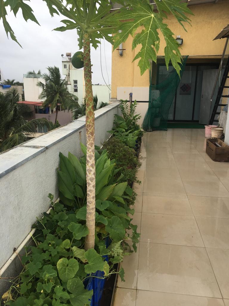 Green living at the Lewis Home. (Source: Dr Reema Lewis)