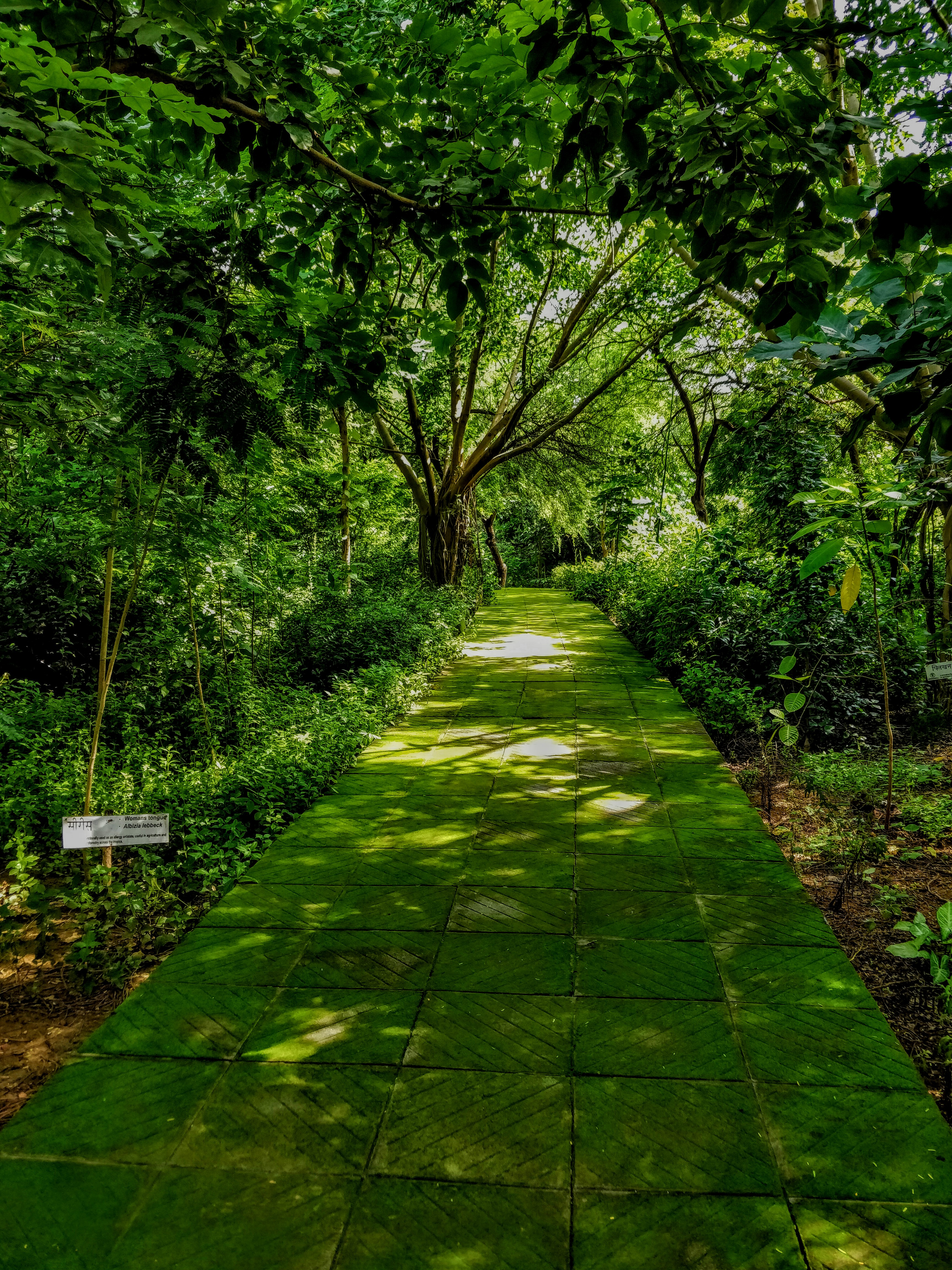 Delhi park airshed how to grow mini forest city india