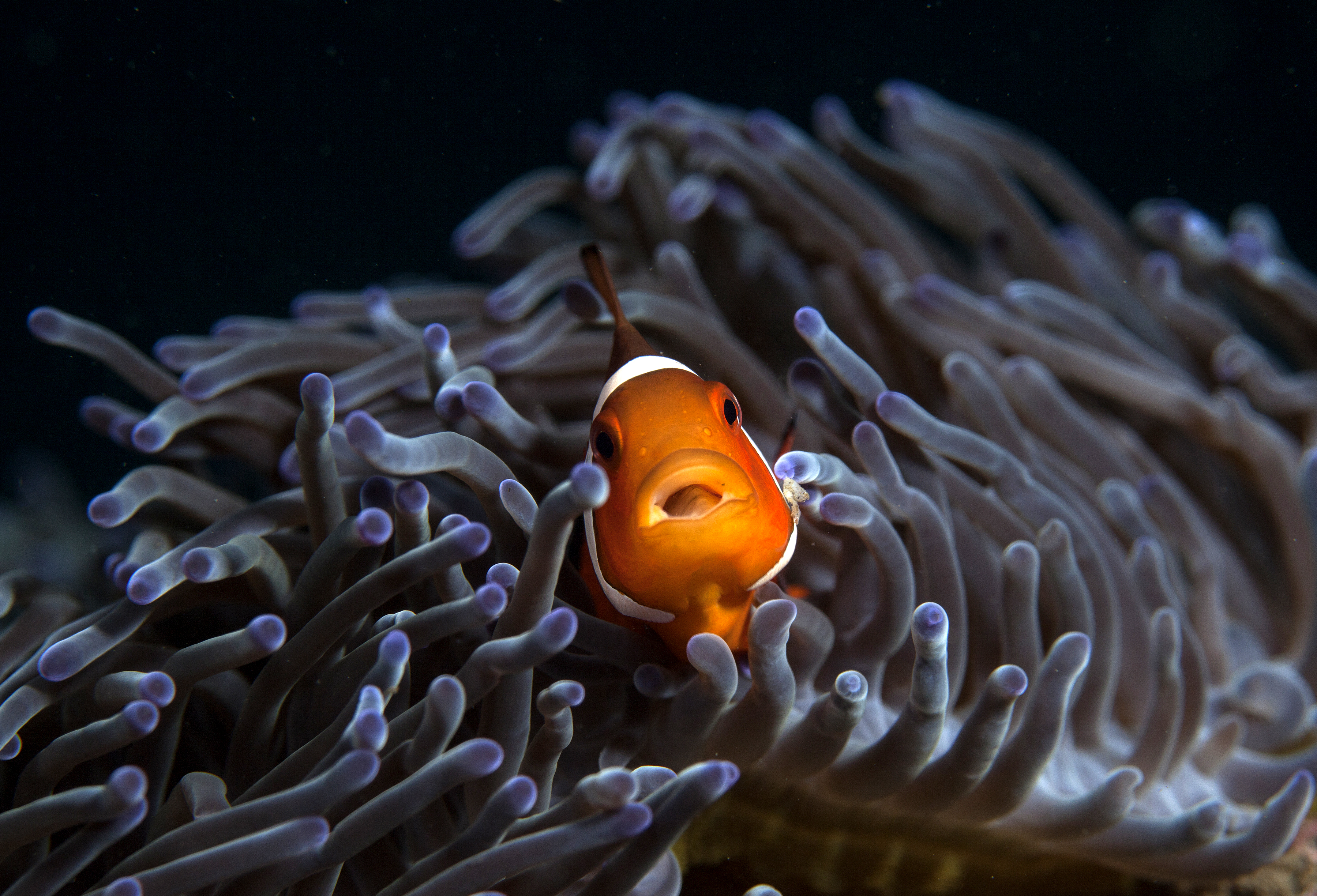 8,000 Dives & Swimming Jumbo: Meet India's Underwater Photographer