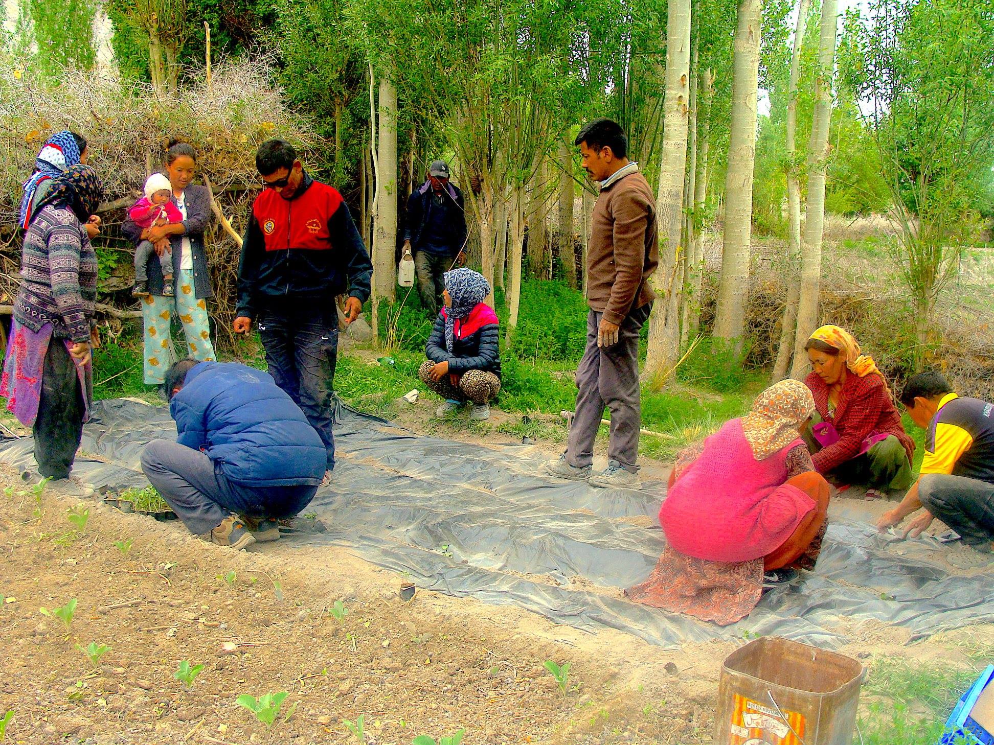 Black polythene mulching at work. (Source: Ladakh Ecological Development Group)