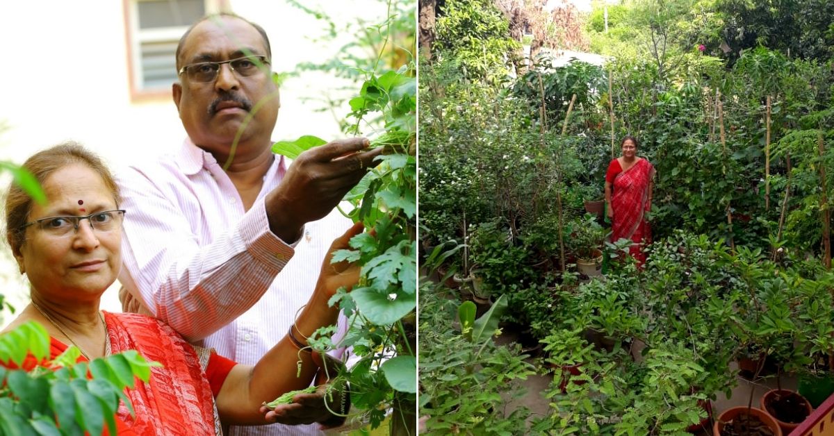 500 Pots, 0 Chemicals: Hyderabad Couple Grow Organic Farm On Terrace