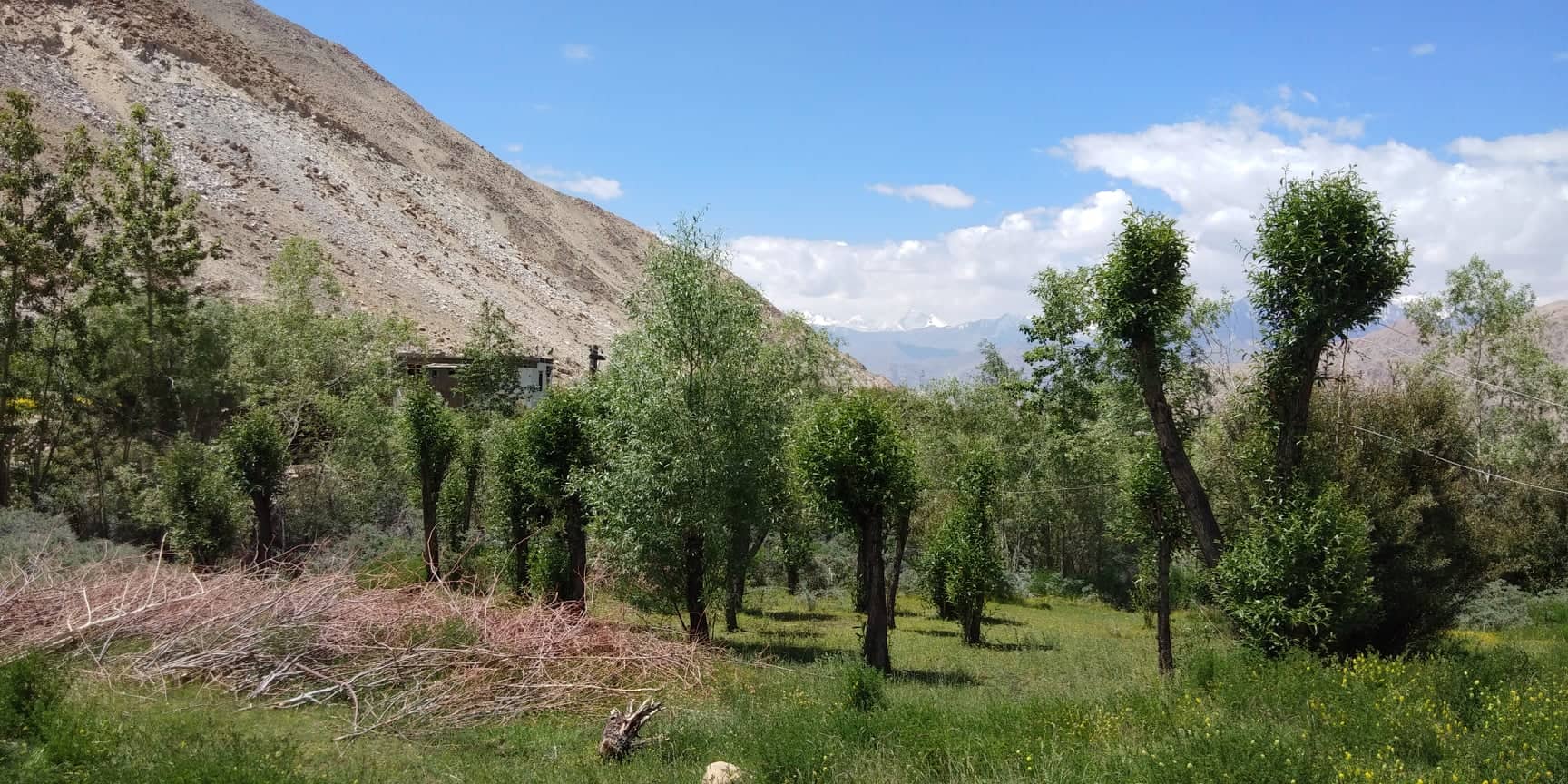 A scenic patch of green in a cold desert. Tashi's efforts made this possible. (Source: Tsetan Dolkar)