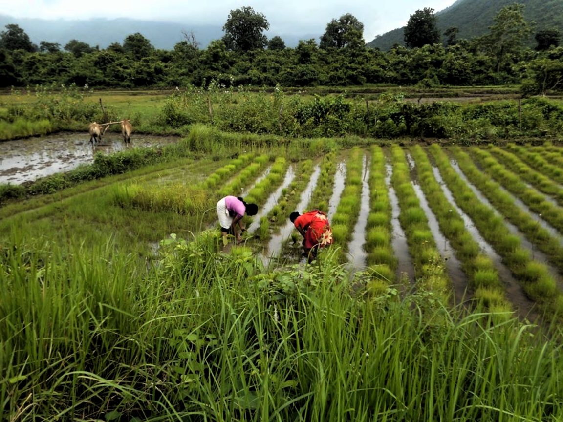 Traditional Rice Diversity 1420 Varieties, 25 Yrs: Meet The Man Rescuing India’s Rice Diversity!