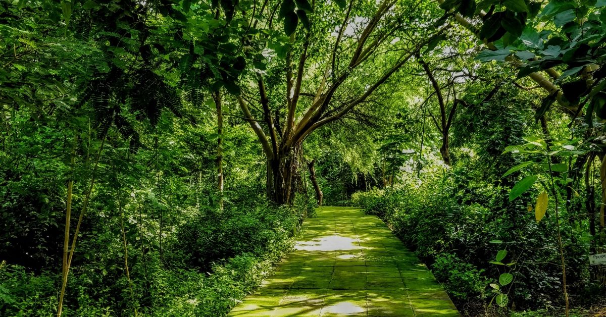 Delhi park airshed how to grow mini forest city india