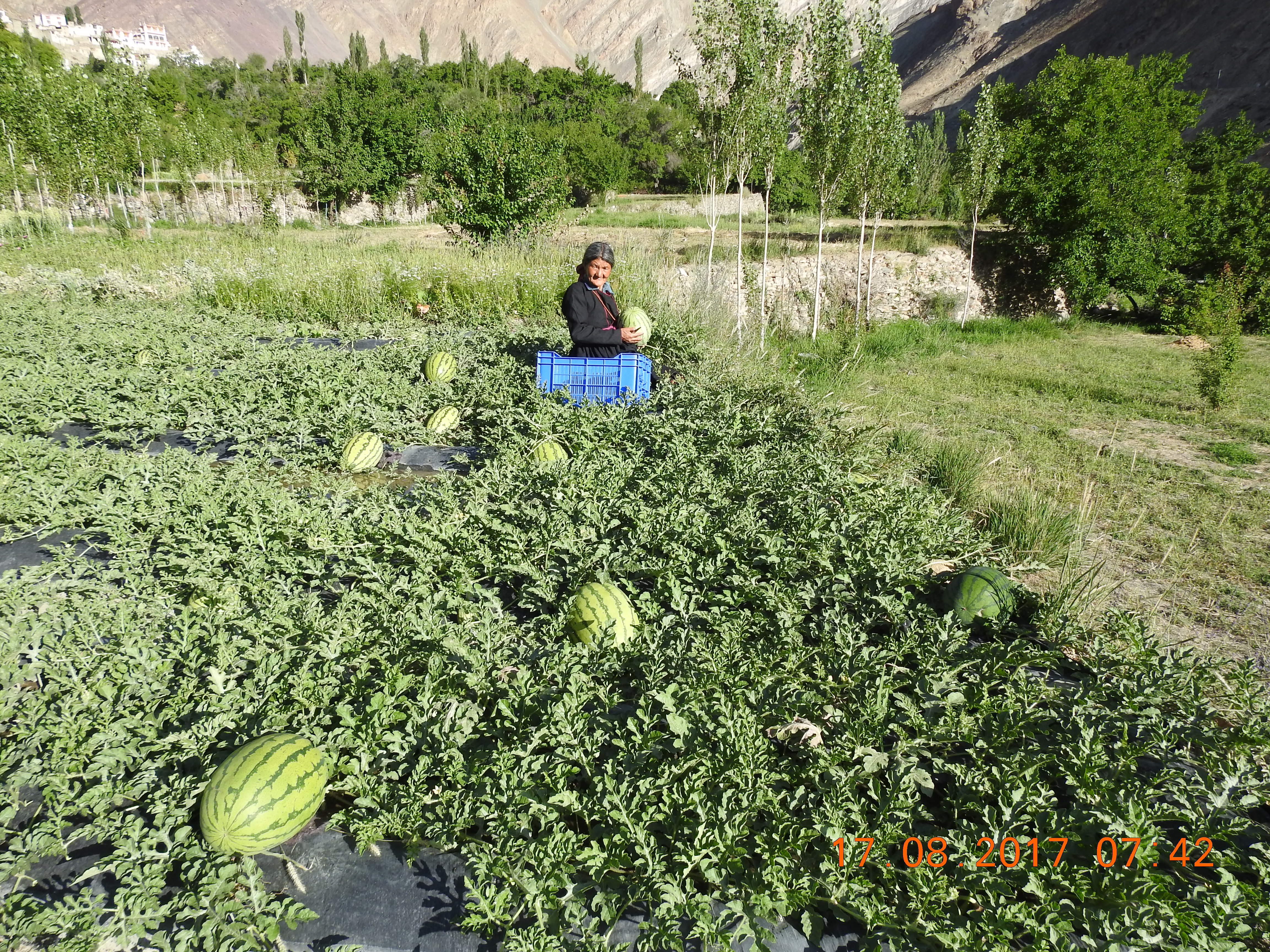 Growing watermelons in the cold desert of Ladakh. (Source: Dr Tsering Stobdan)