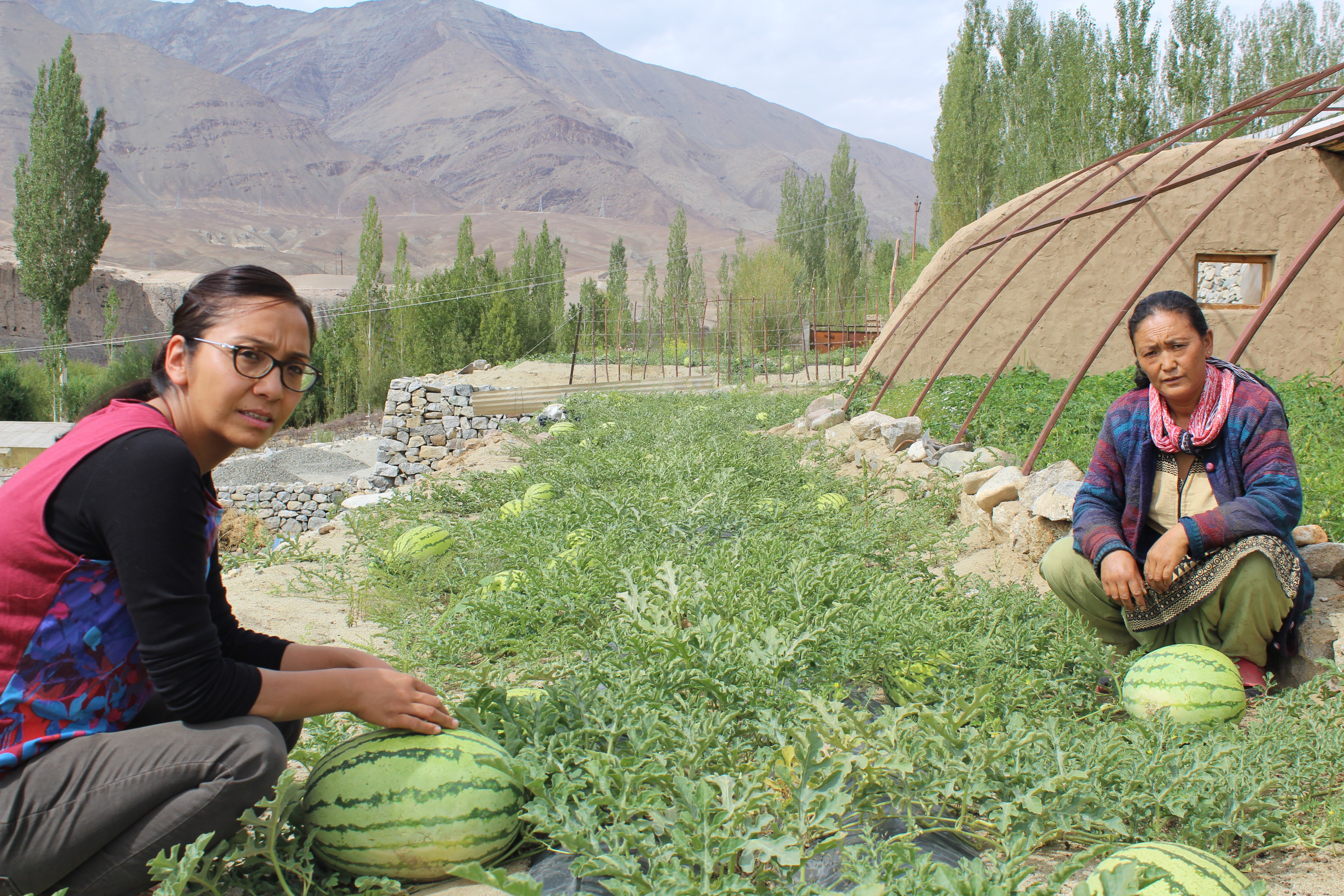 Watermelons: New source of income for the average Ladakhi farmer. (Source: Dr Tsering Stobdan)