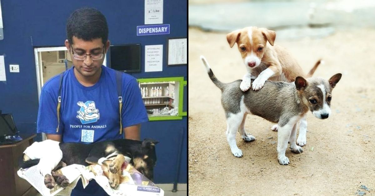 Hyd Man Opens Blood Donor Database For Injured Animals, Sign Your Pet Up For It!