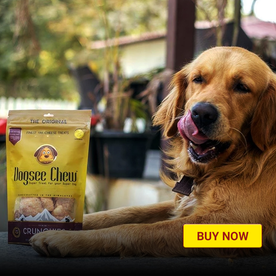 What Should A Dog Eat Is Dog Food Healthy An Expert Answers Doubts