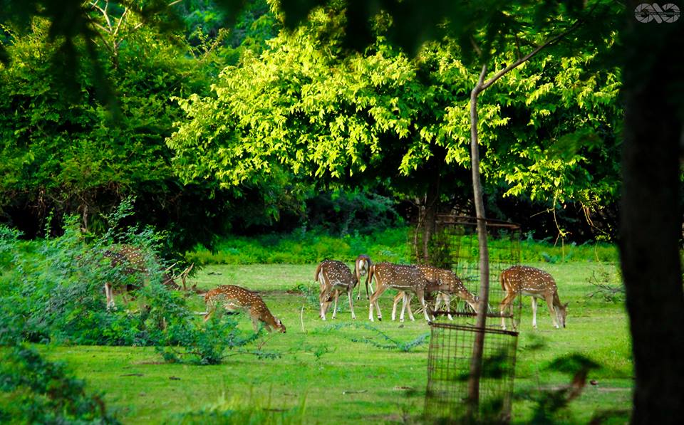 On campus nature! (Source: Facebook/IIT Madras)