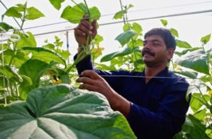 Telangana Startup's 'Greenhouse-in-a-Box' Saves Water, Doubles Farmer Incomes!