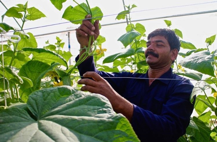 Telangana Startup’s ‘Greenhouse-in-a-Box’ Saves Water, Doubles Farmer Incomes!