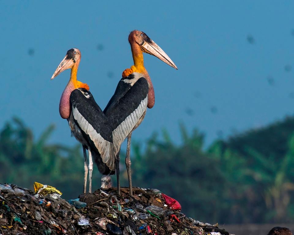 The Greater Adjutant Stork is choking on garbage. (Source: Facebook/Aaranyak)