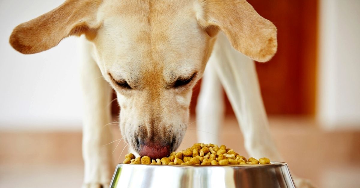 is dry dog food bad for dogs