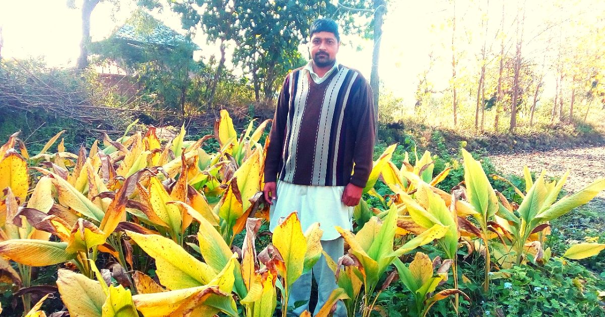 Sailing to Farming: Himachal Man Leaves Rs 2.5L/Month to Grow Chemical-Free Food