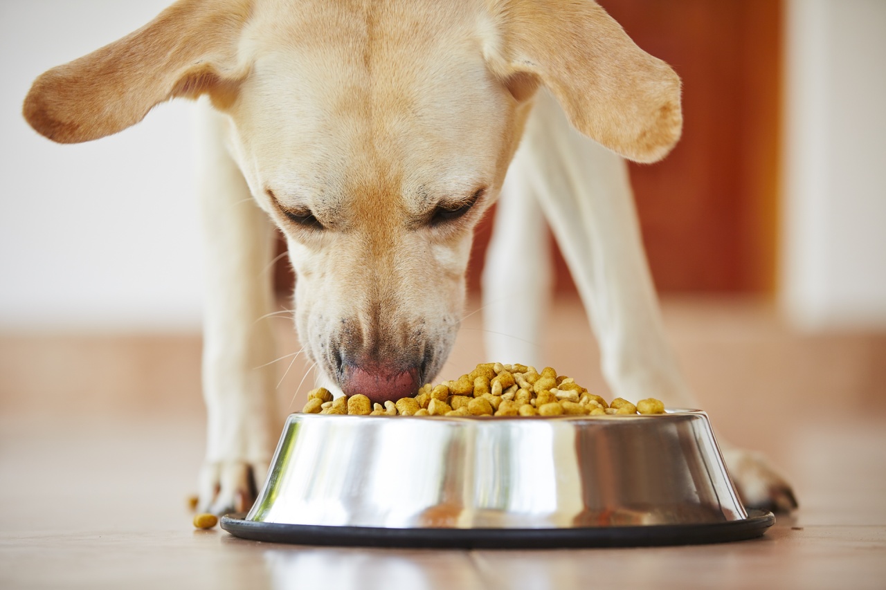 are table scraps good for dogs