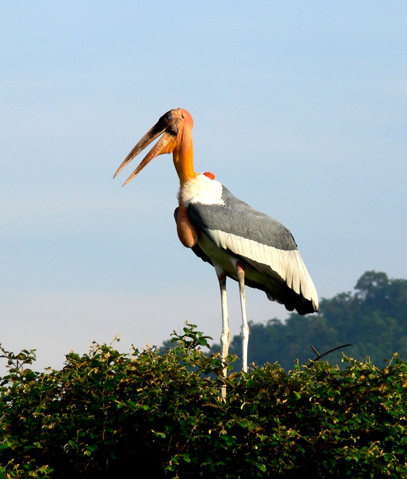 Greater Adjutant Stork (Source: Facebook/Mridul Bora)