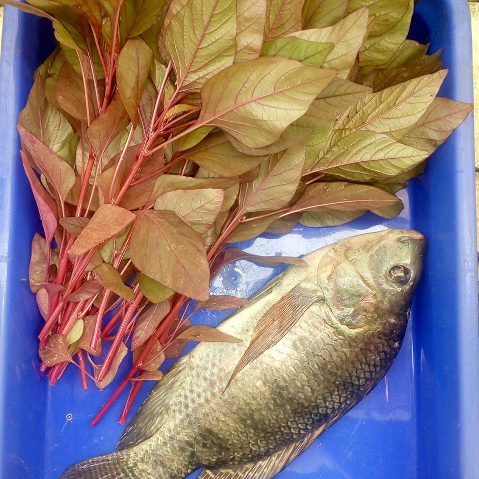 Rekha Reshmik Aquaponics