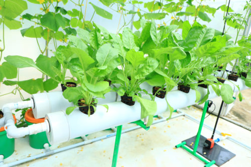 8 Hydroponics Startups Helping Urban Indians Grow Their Own Food!