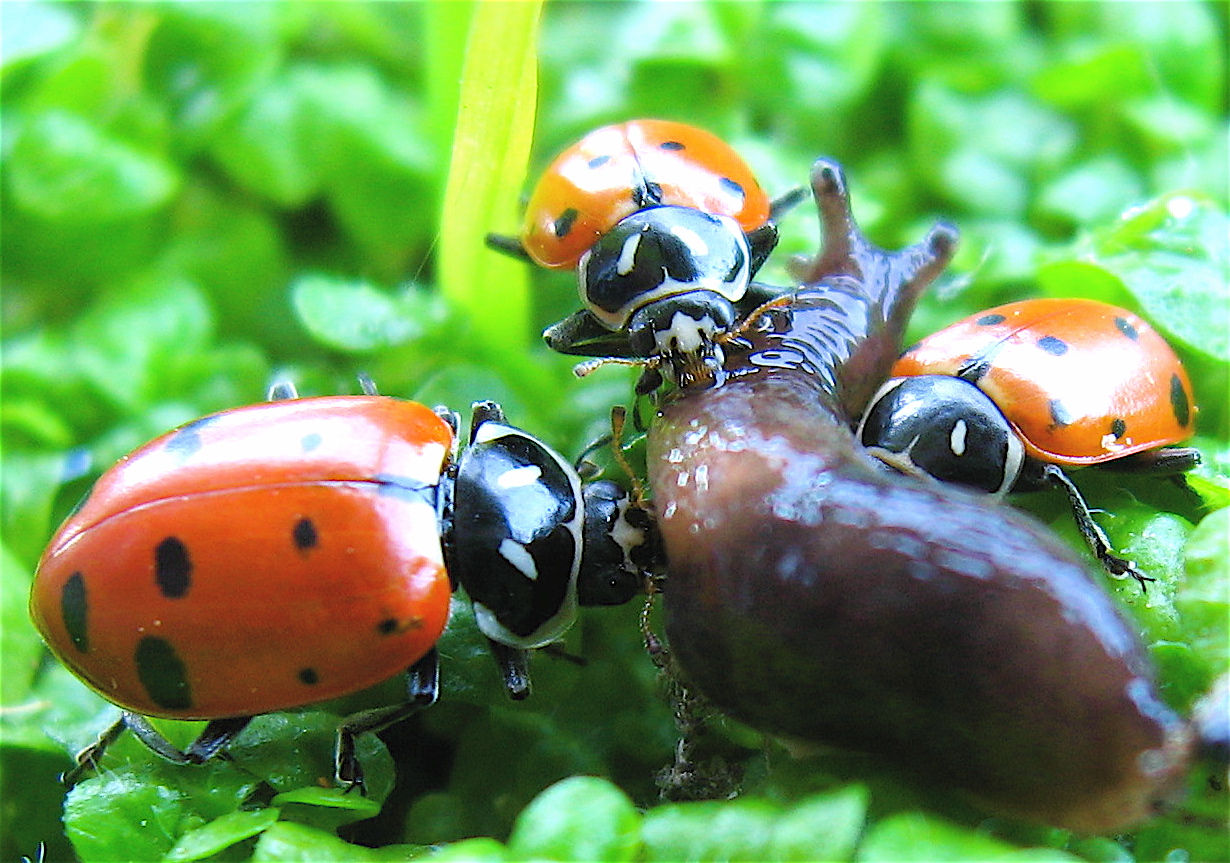 Lady Bugs - Tips for a Successful Release of these Beneficial Insects -  Walt's Organic Fertilizer Co.