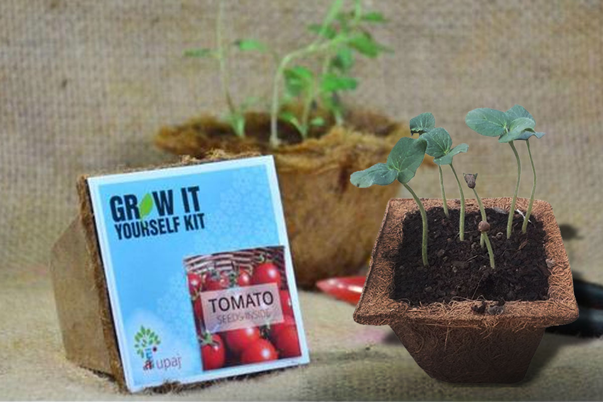 Want to Grow Your Own Veggies? This Rs 299 Kit Is All You Need to Get Started!